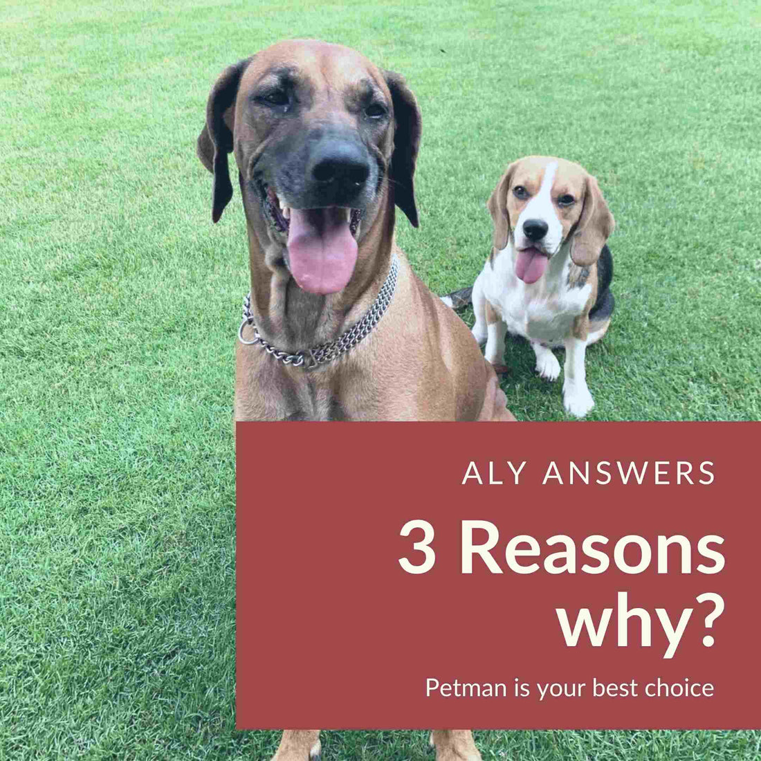 in this blog we help you choose Petman By telling you why a family of dog parents might change the life of your Dogo with their Dog Fresh food offers.