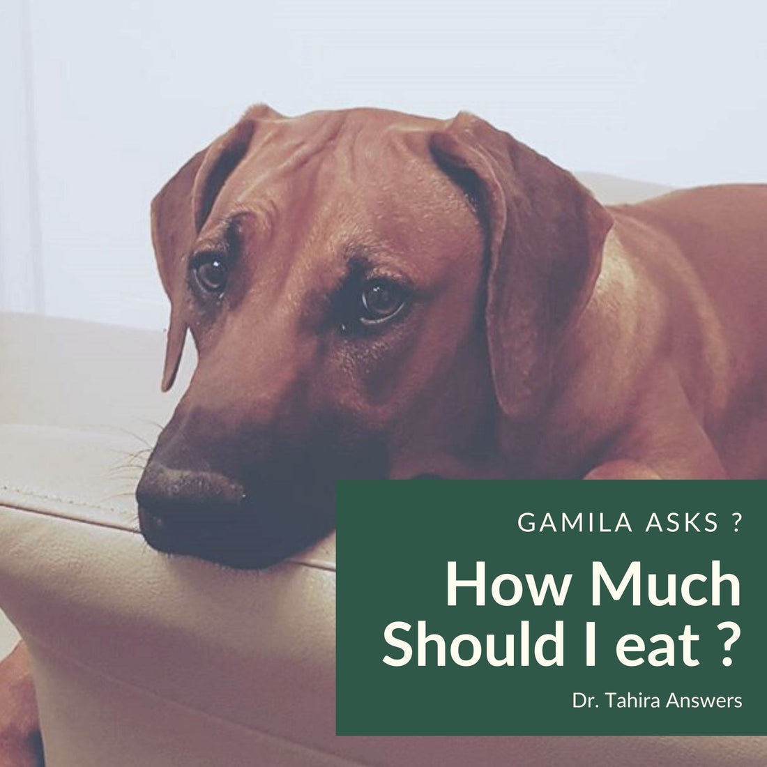in this Blog we explain what your dog needs to eat a day with simple calculations linking to our Product of Dog Fresh food. in the Image a Rhodesian Ridgeback satairs at your soul to ask you to read this article.